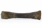 Fossil Sauropod (Diplodocus) Radius Bone - Wyoming #306950-2